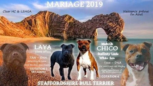 of The Eternal Rainbow - Staffordshire Bull Terrier - Portée née le 26/08/2019